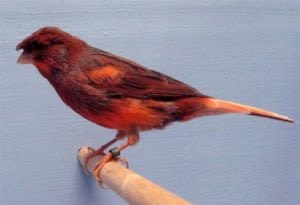 Di arena kontes burung kenari jenis Stafford Canary mem