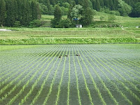 新庄の田んぼ
