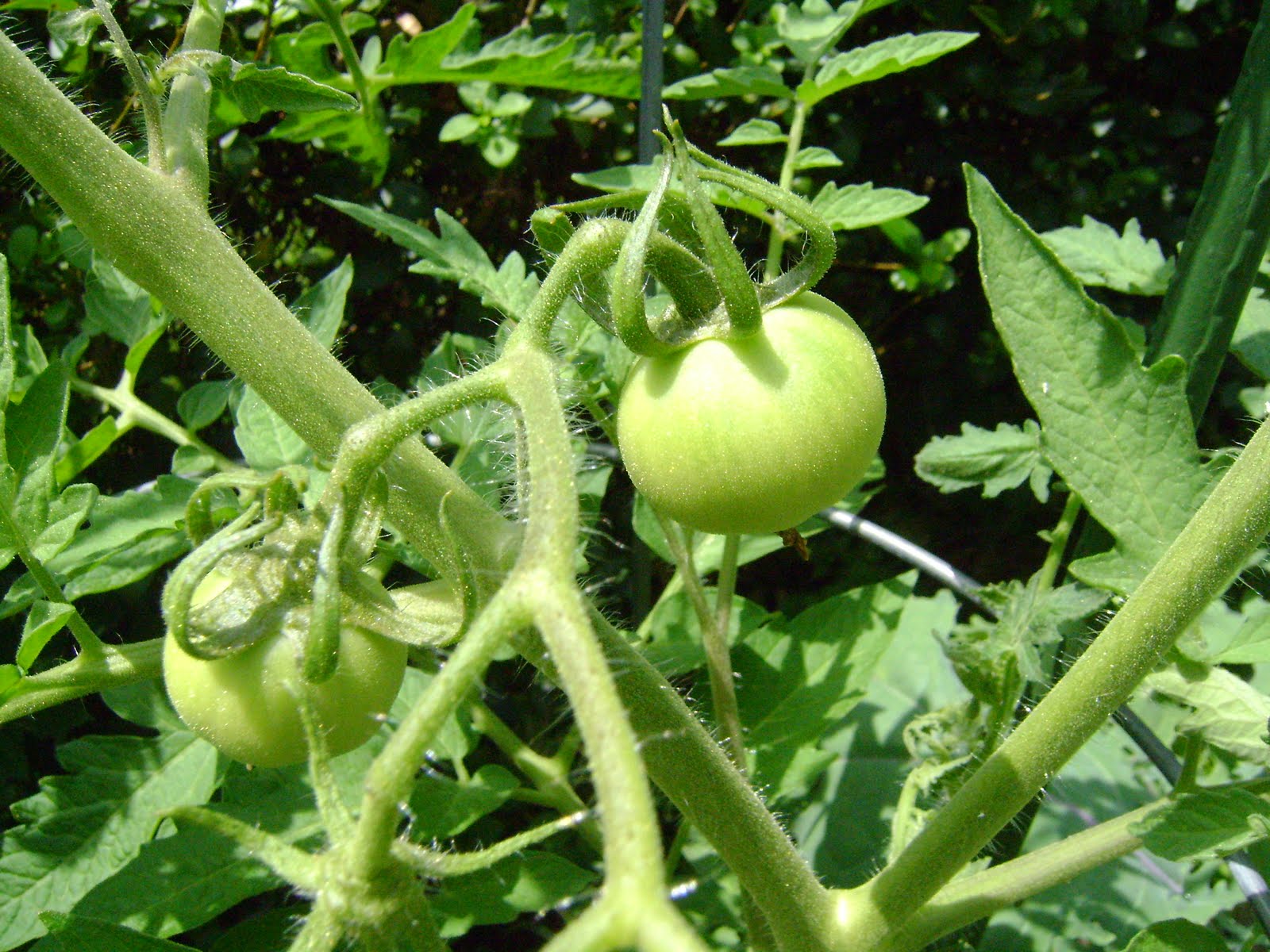 Kim's Flower, Fruit, and Vegetable Garden June 2010