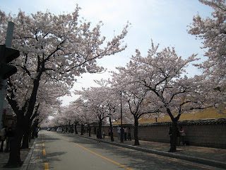 Ausflug: Kirschblüte in Gyeongju