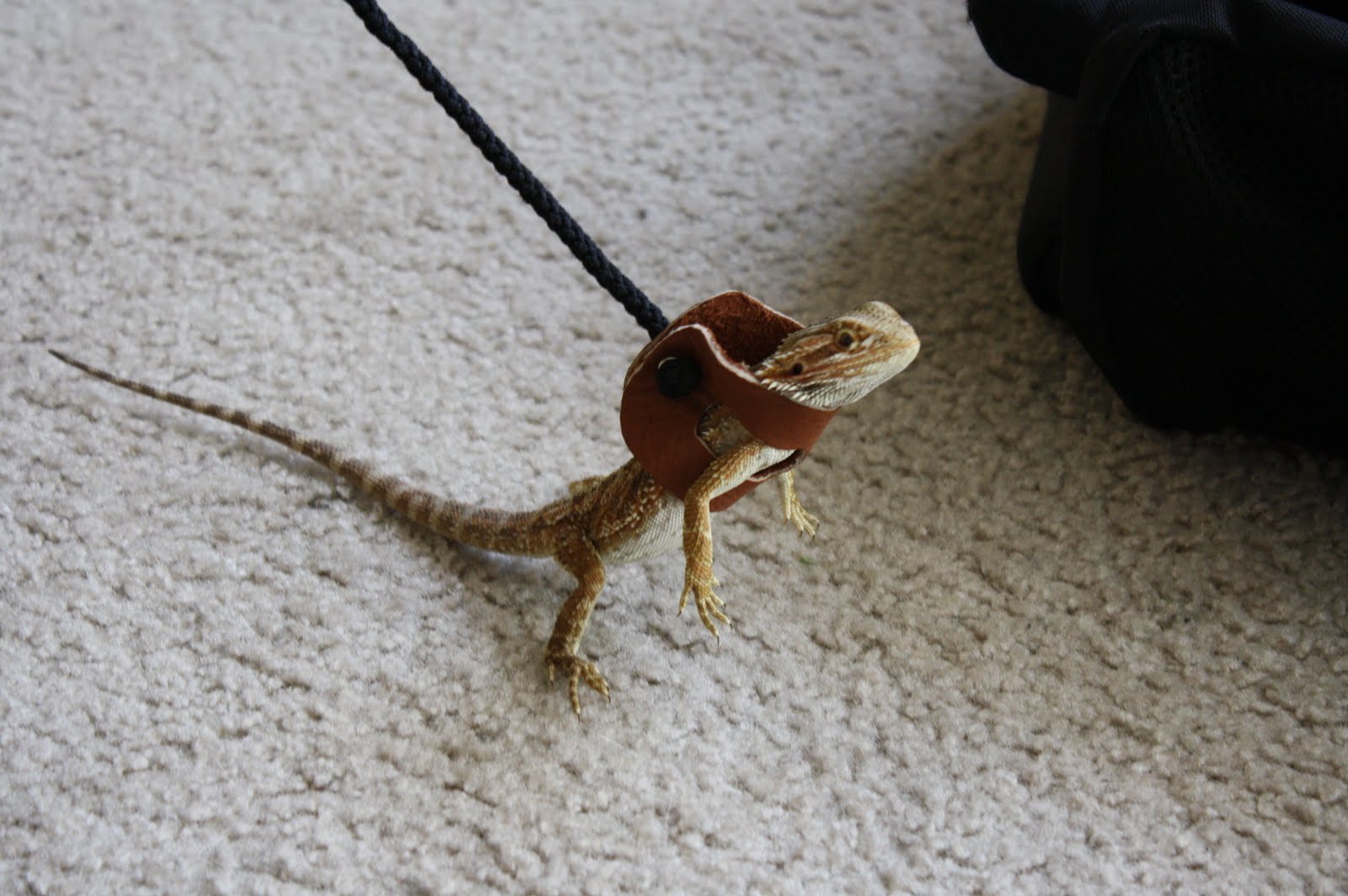 my lil' blog This is the story of a lizard and his leash