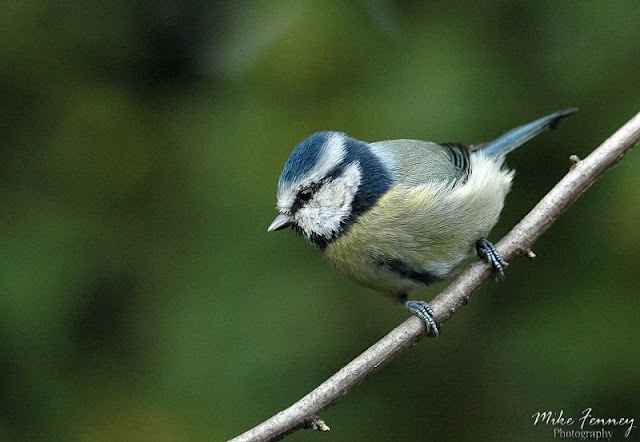 Bluetit
