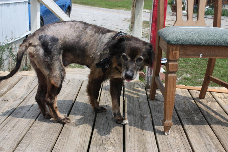 Australian Shepherds Shaved « Australian Shepherd Tips Australian
