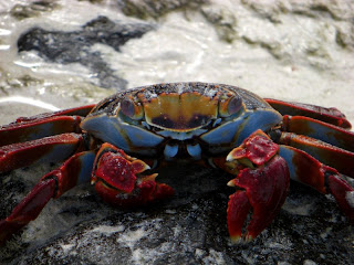 galapagos islands sally crab galapagos islands sally crab