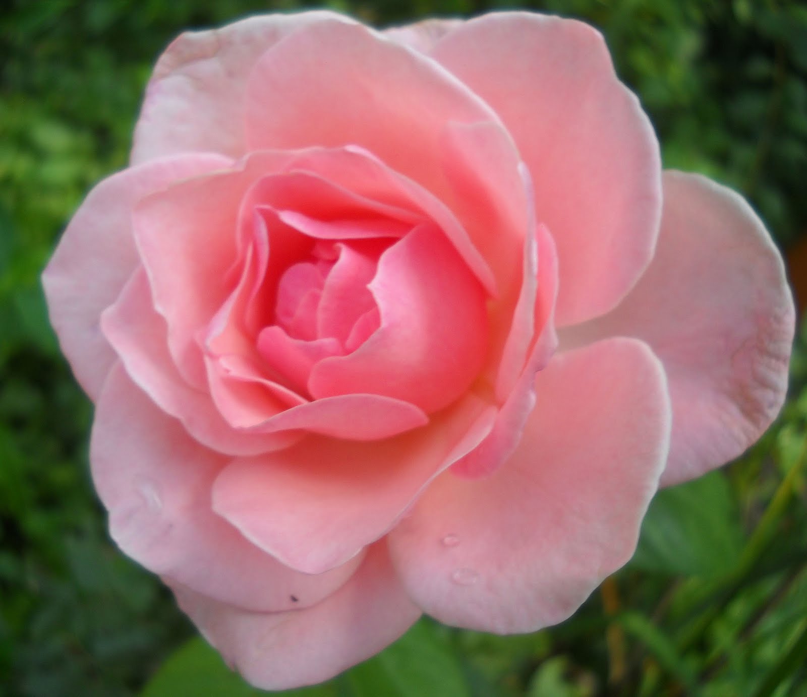 Single Hot Pink Rose Single Hot Pink Rose