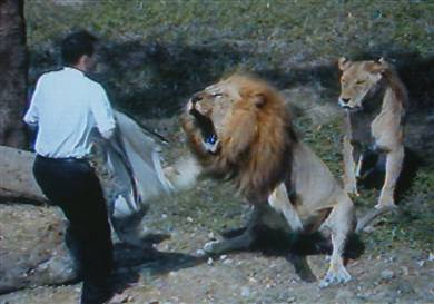 when lions attack