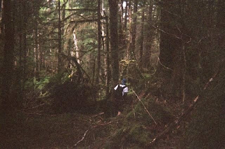 old growth forests are fun!