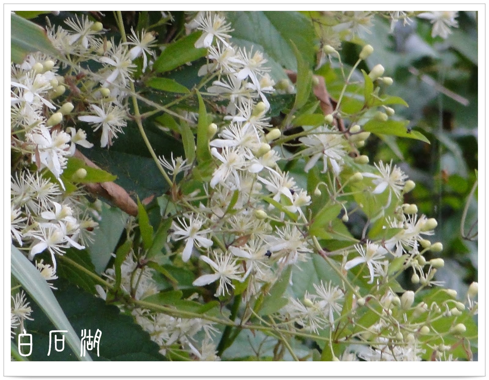 clematis gouriana
