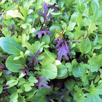 organic herbs