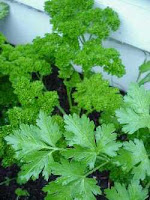 Fresh parsley photo