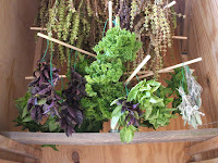 Healing Herbs Photo