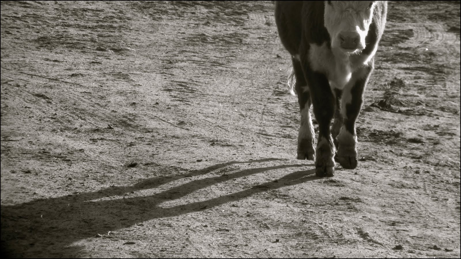 Spring Silhouettes And Shadows >> Spring 2010 Digital Photography Shelton Farm Life Shadows And Spring Silhouettes And Shadows >> Spring 2010 Digital Photography Shelton Farm Life Shadows And