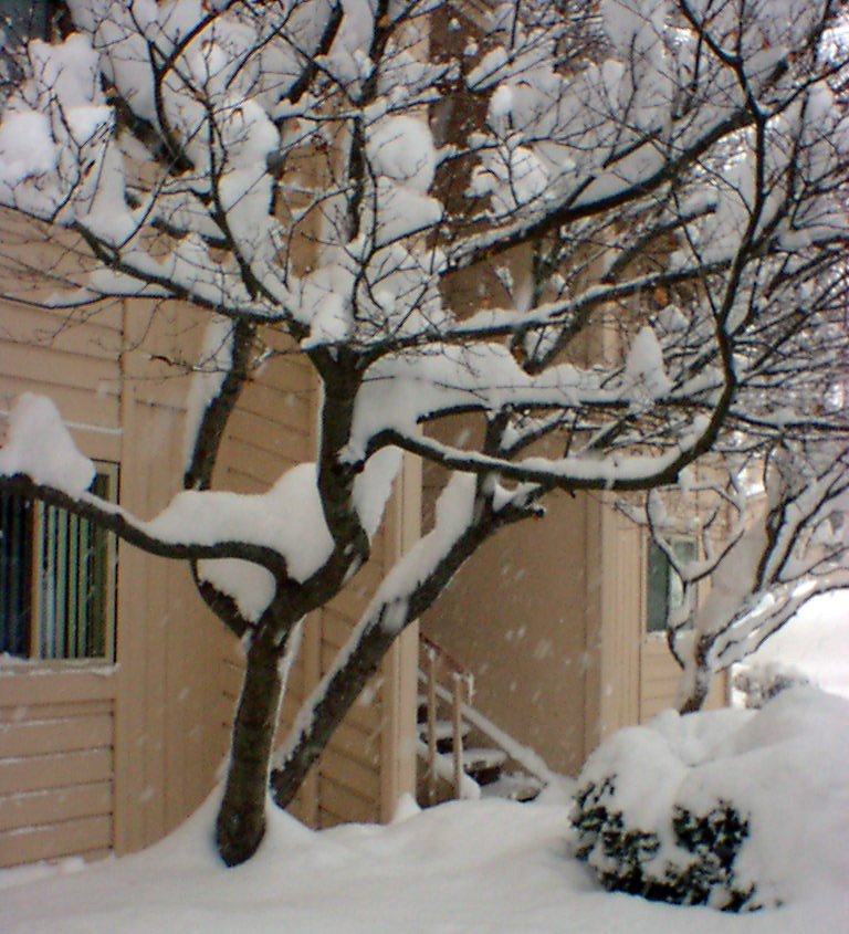 [snow2008_2.jpg]