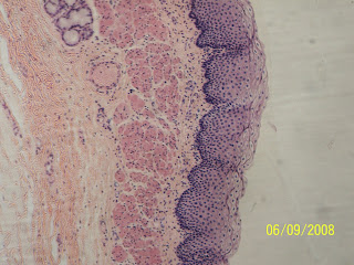 Medical Student Support System: Histology Slides