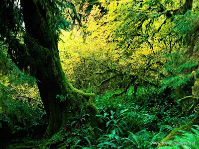 Beauty of Rain Forests - Going forest wallpaper. Beauty of Rain Forests - Going