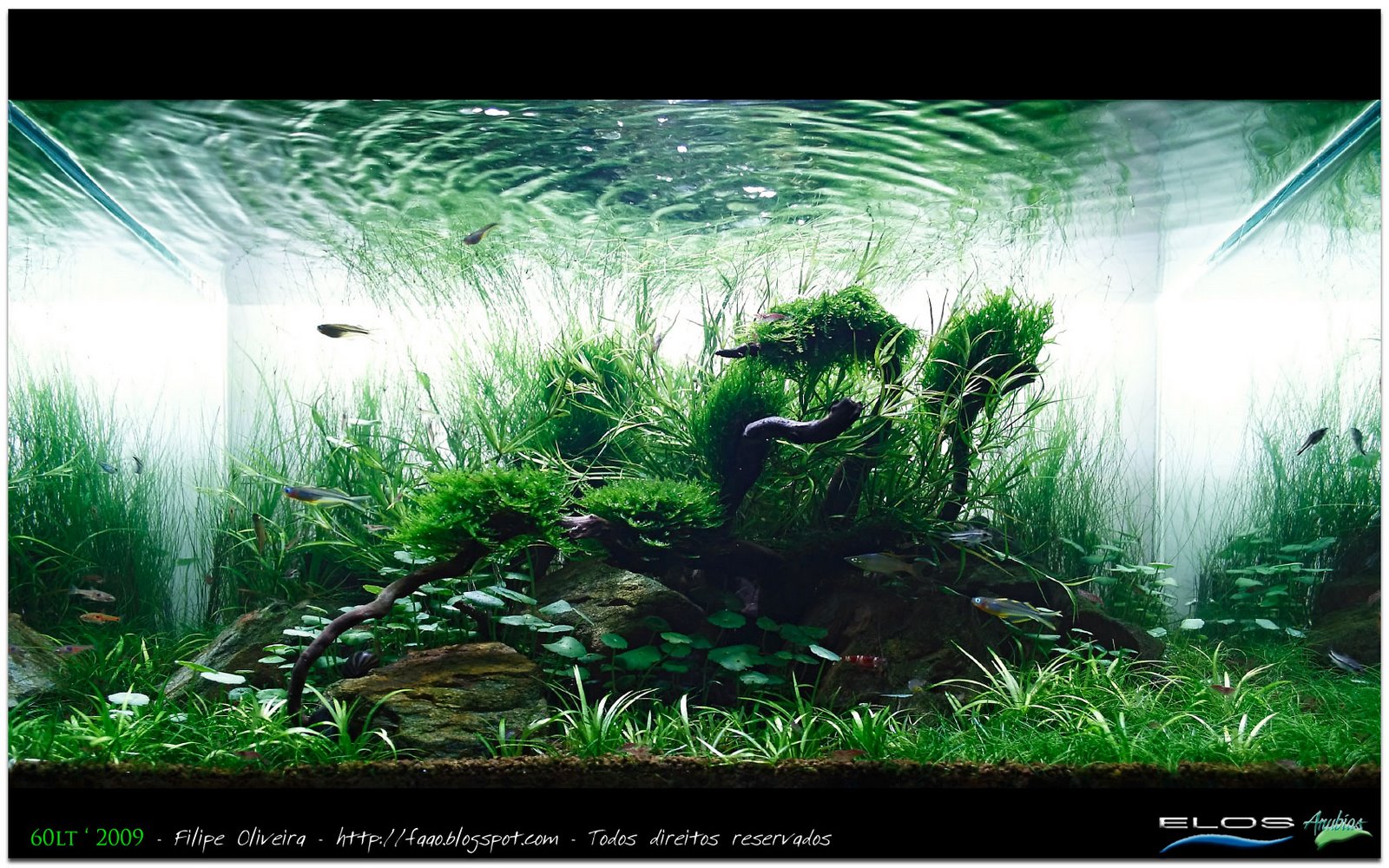 [60lt_2009_PreviewFinalPicture.jpg]
