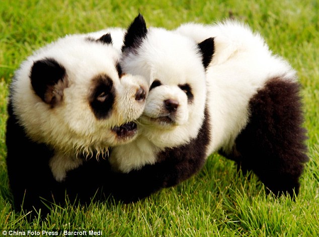 Perros Chow Chow pintados como osos panda Perros Chow Chow pintados como osos panda