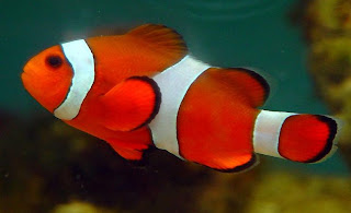 Clownfish (Amphiprion ocellaris)