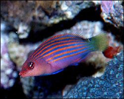 Six Line Wrasse (Pseudocheilinus hexataenia)