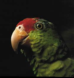 [Mexican_Red_Headed_Parrot.jpg]