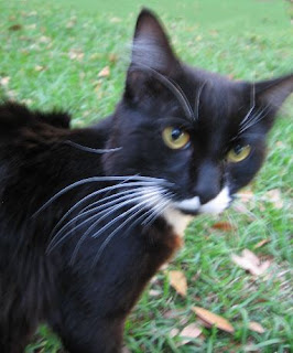 Mistoffelees