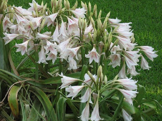 Crinum latifolium