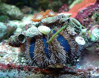 blue tuxedo urchin blue