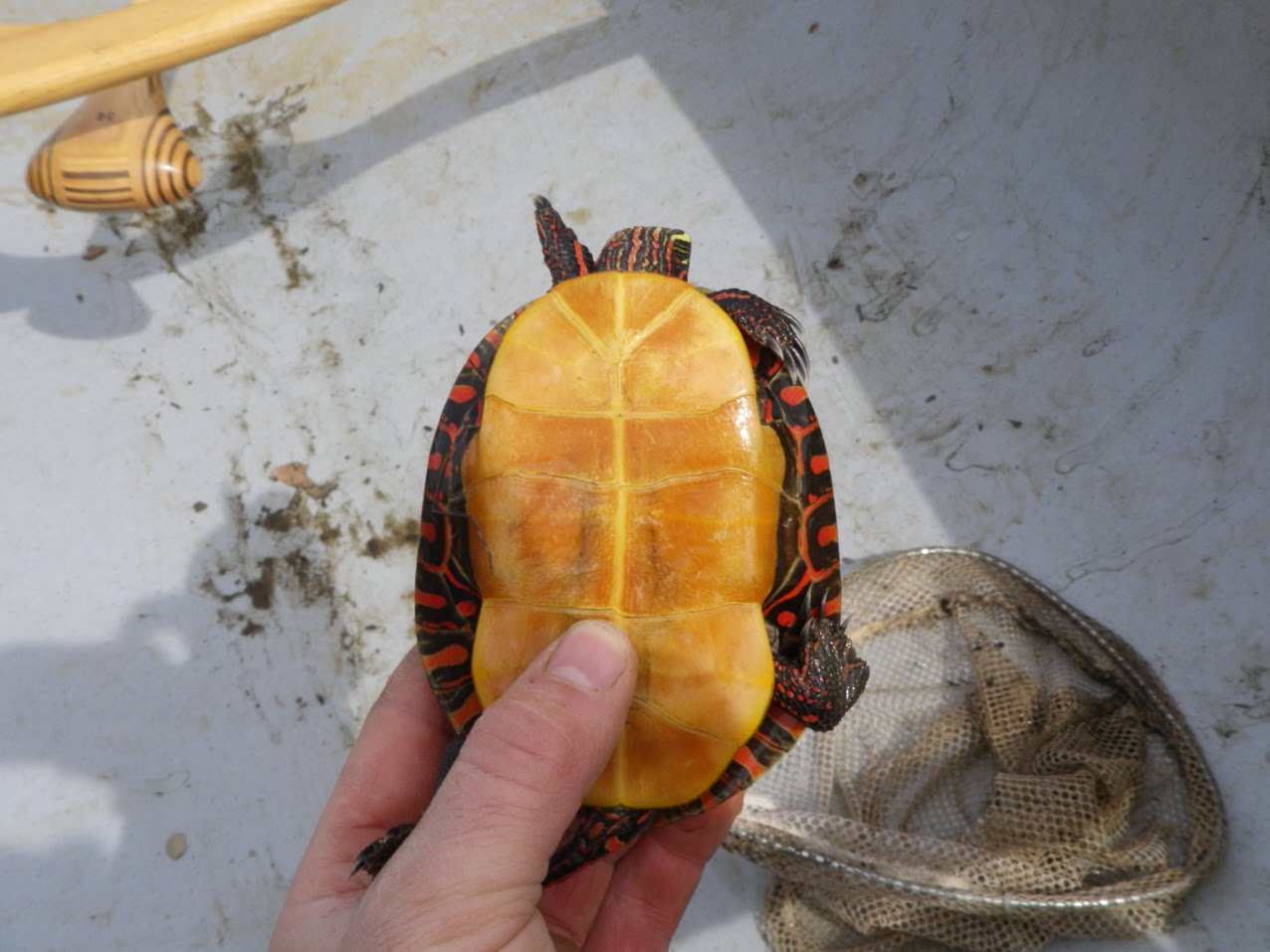 The Chronicles of Willapa... First turtle of the year!