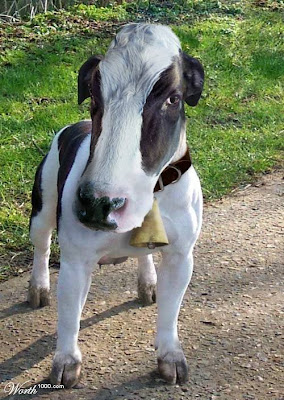 cowdog.bmp