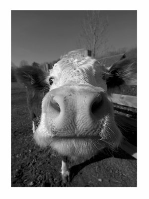 [MOOo_Cow_by_photolitherland.jpg]