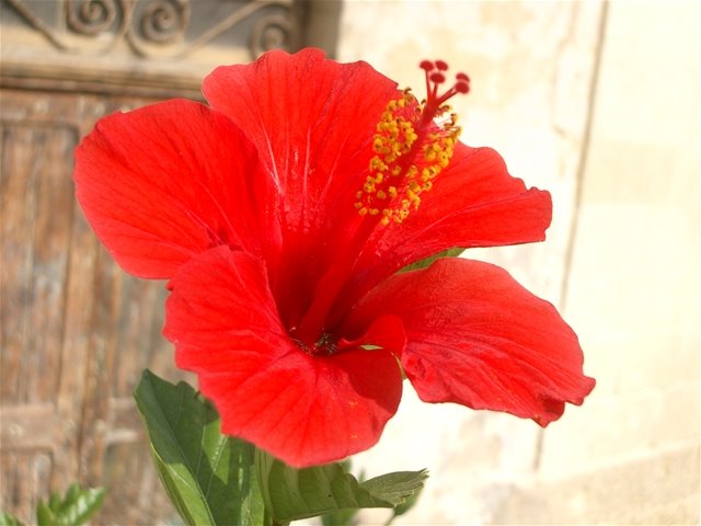 [hibiscus.jpg]
