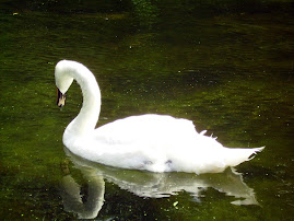 x~Swimming~x