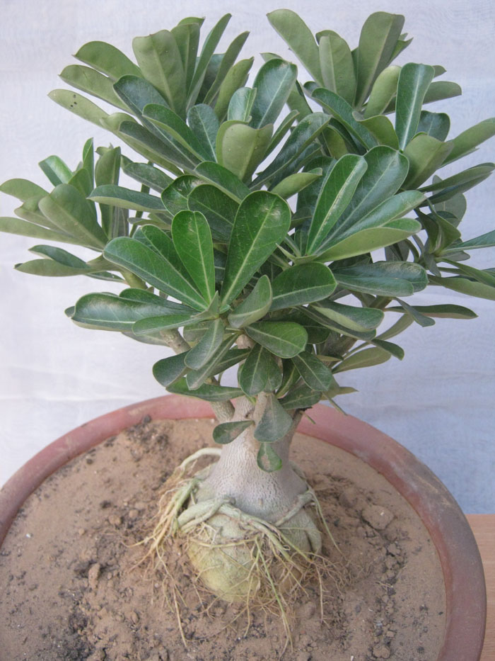 Plants sale Wholesale Plants Bonsai Plant Sale flowers plants Sale Bonsai Adenium Plant