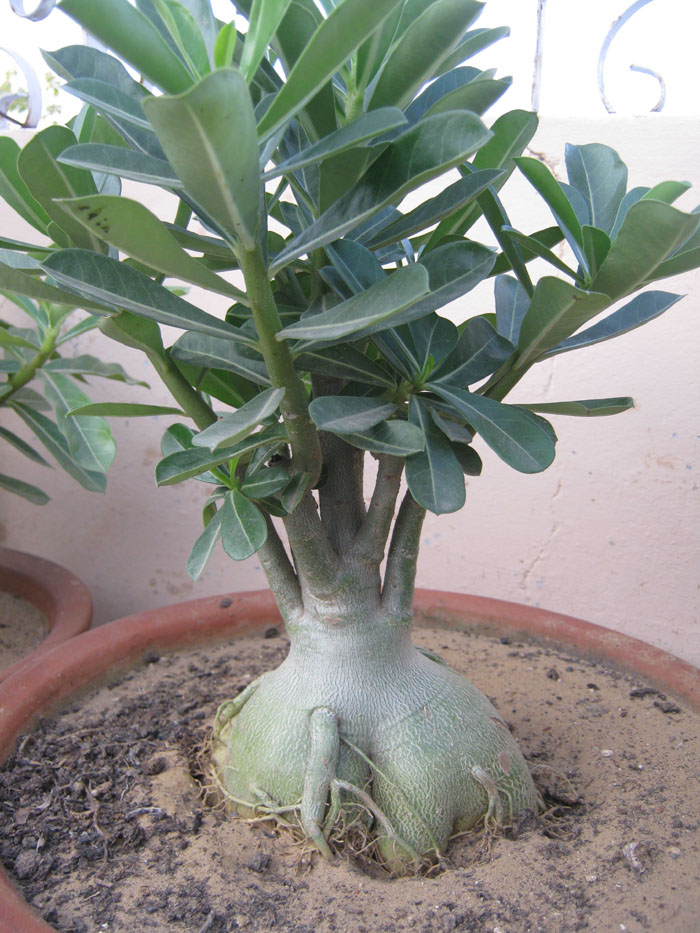BONSAI PLANT JAIPUR RAJASTHAN INDIA Bonsai Adenium Plant
