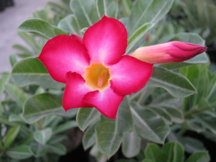 BONSAI PLANT JAIPUR RAJASTHAN INDIA Bonsai Adenium Plant