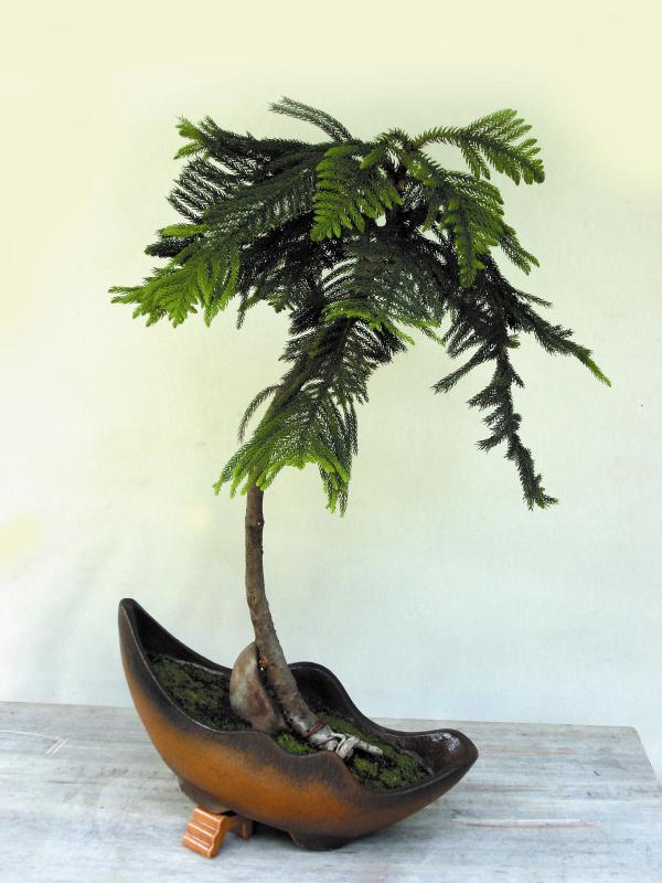 to Indian Bonsai Groups