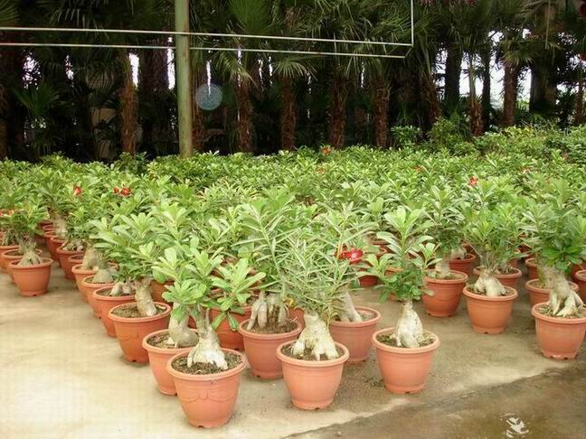 Bonsai Adenium