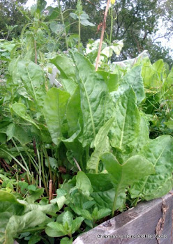 Sorrel (Rumex acetosa)