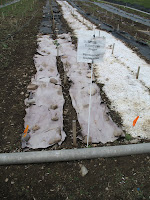 biodegradable mulching paper