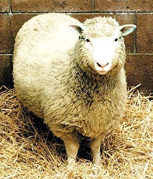 [dolly300.jpg]