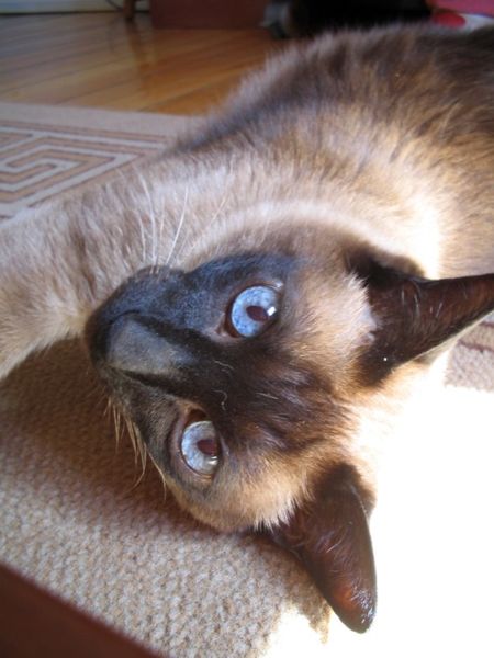 siamese cats siamese cats