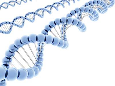 2+genetic11_1_4200