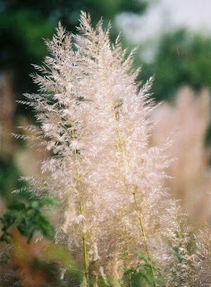 Bamboo Mass Flowering