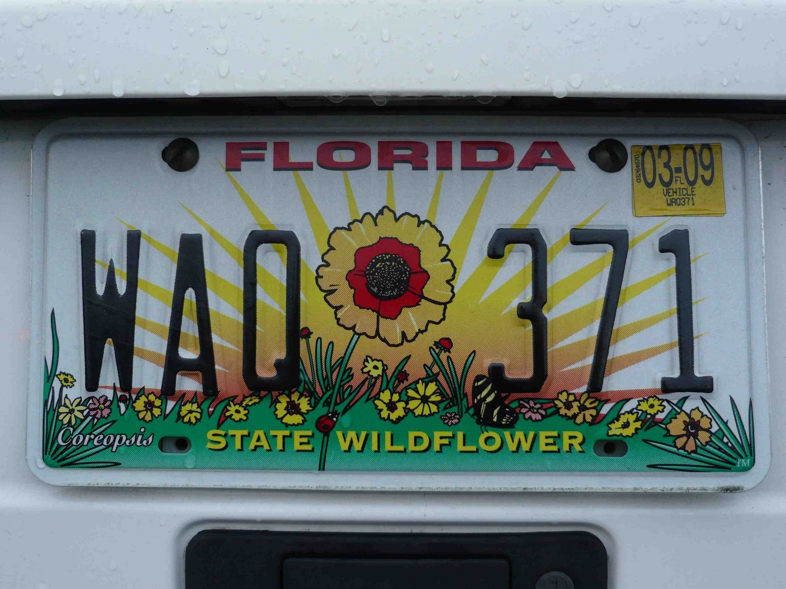 [Florida+state+wildflower.jpg]