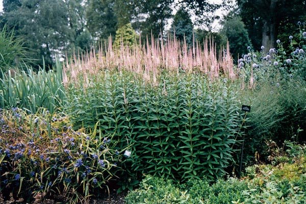 [Veronicastrum%20virginicum%20Pink%20Glow.jpg]
