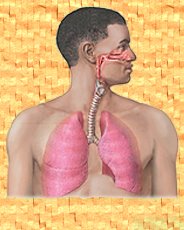 [respiratorysystem.jpg]