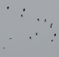Nothern Lapwings (Vanellus vanellus) Nothern Lapwings (Vanellus vanellus)