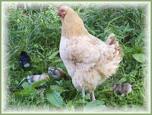 [chicks2.jpg]