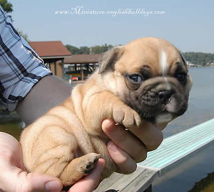 welcome to my blogger awww they all so cute bulldog puppies 432x388 welcome to my blogger awww they all so cute bulldog puppies 432x388