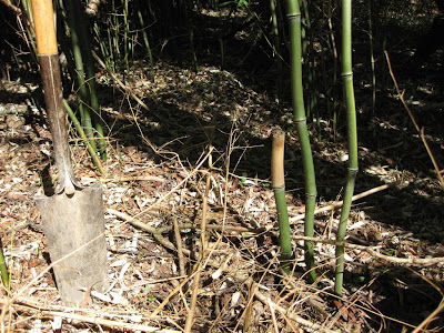 how to transplant bamboo, bamboo tree, grass